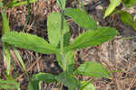 Carolina false vervain